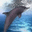 3D Jumping Dolphins Screensaver