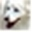 About Dogs