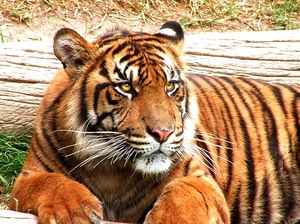 Amazing Tigers Screensaver - standaloneinstaller.com