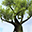 Amazing Tree Free Screensaver