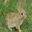 animated easter bunnies screensaver