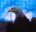 AV EAGLE av eagle