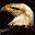 Birds of Prey Free Screensaver birds of prey free screensaver