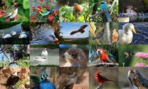 Download Birds Photo Screensaver