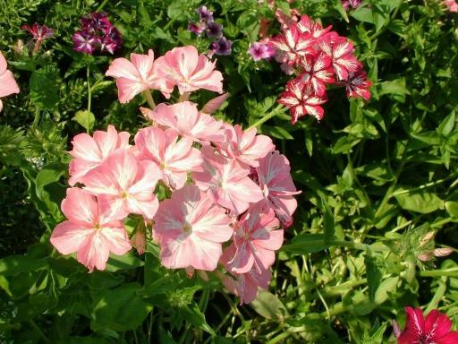 Download Breathtaking Flowers Screensaver