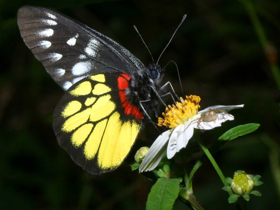 Butterfly Screensaver butterfly screensaver