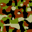 Camouflage camouflage