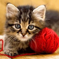 Download Cat Lover Gifts | Cat Puzzle