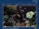Download Coral Reef