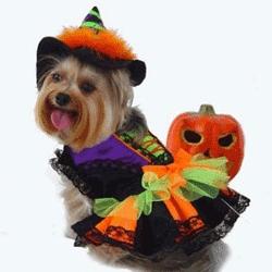Download Favorite Dog Costumes