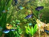 Download Fish Aqua 3D Screensaver