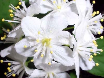 Download Flowers Garden Screensaver
