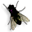 Fly on Desktop fly on desktop
