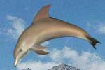 free 3D Dolphin Aqua free 3d dolphin aqua