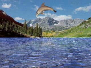 Download free 3D Dolphin Aqua