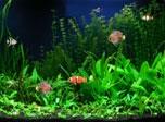 Download Free Aquarium Screensaver