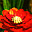 Garden Flowers 3D Screensaver garden flowers 3d screensaver