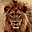 Lions Free Screensaver lions free screensaver