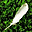 Nice Feathers Free Screensaver nice feathers free screensaver