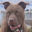 PitBull Breeders pitbull breeders