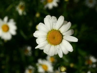 Download Spring Flowers Screensaver