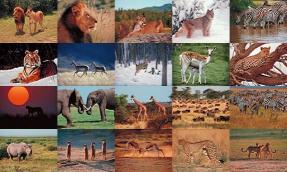 Download Wildlife Photo Screensaver