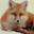 XML Editor XMLFox Advance