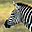 zebras free screensaver