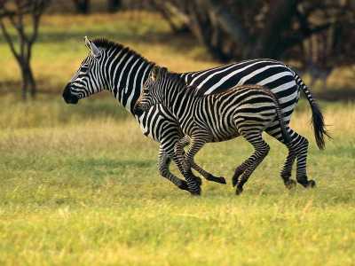 Download Zebras Free Screensaver